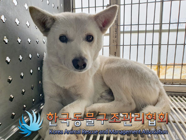 한국동물구조관리협회_441409202300470